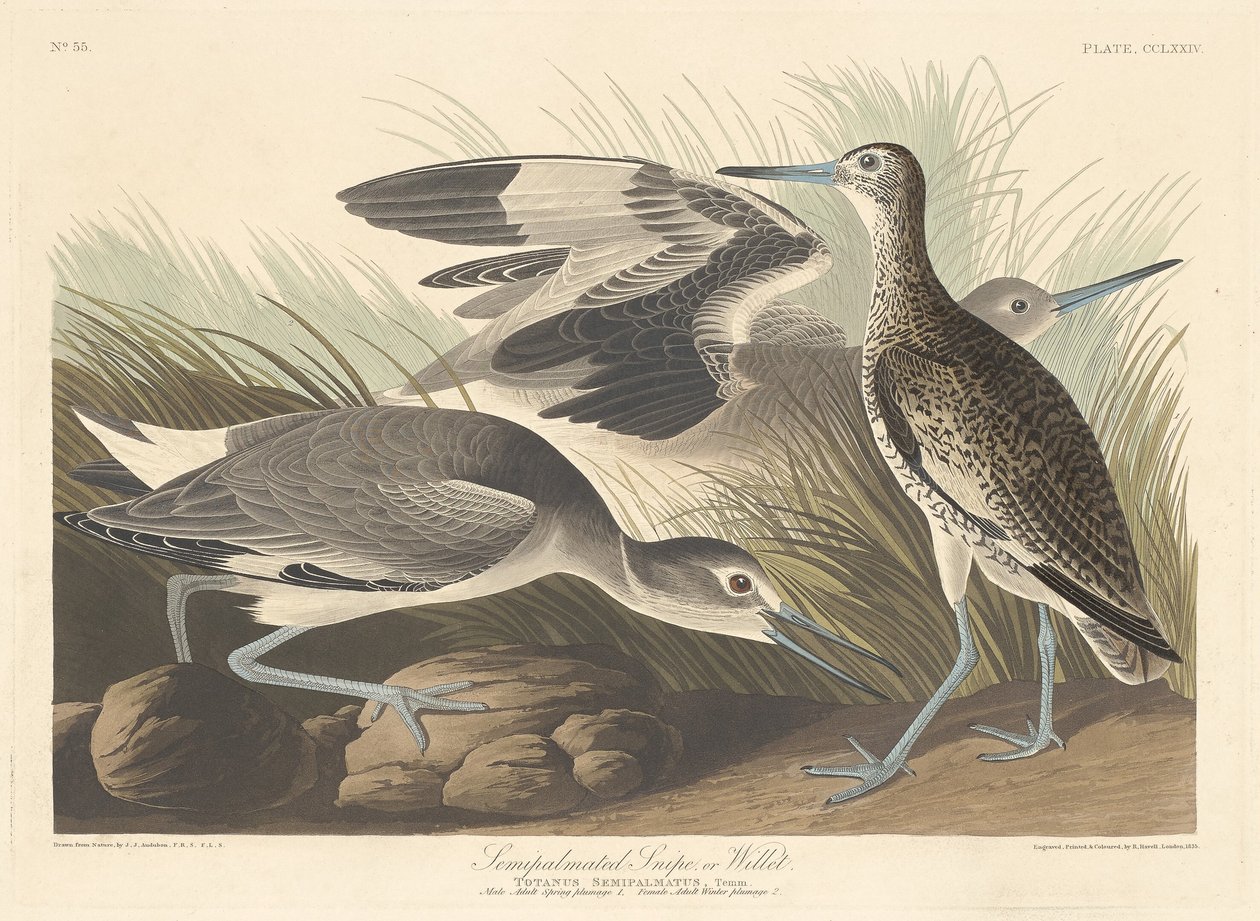 Bécasseau semi-palmaté ou Chevalier semipalmé - Robert Havell after John James Audubon