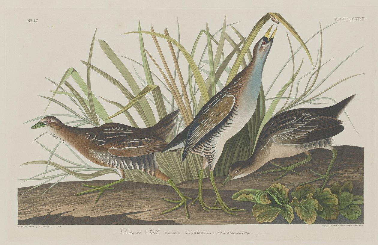 Sora ou Râle - Robert Havell after John James Audubon