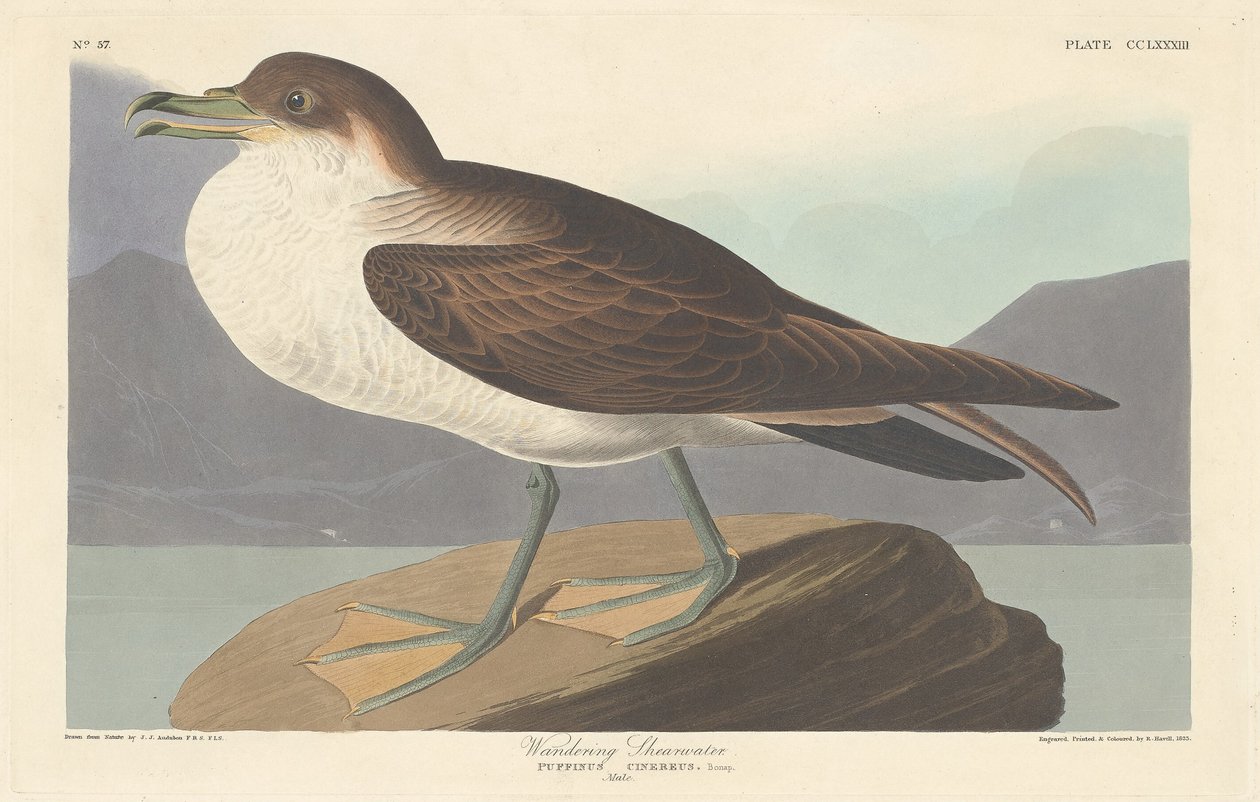 Puffin cendré - Robert Havell after John James Audubon