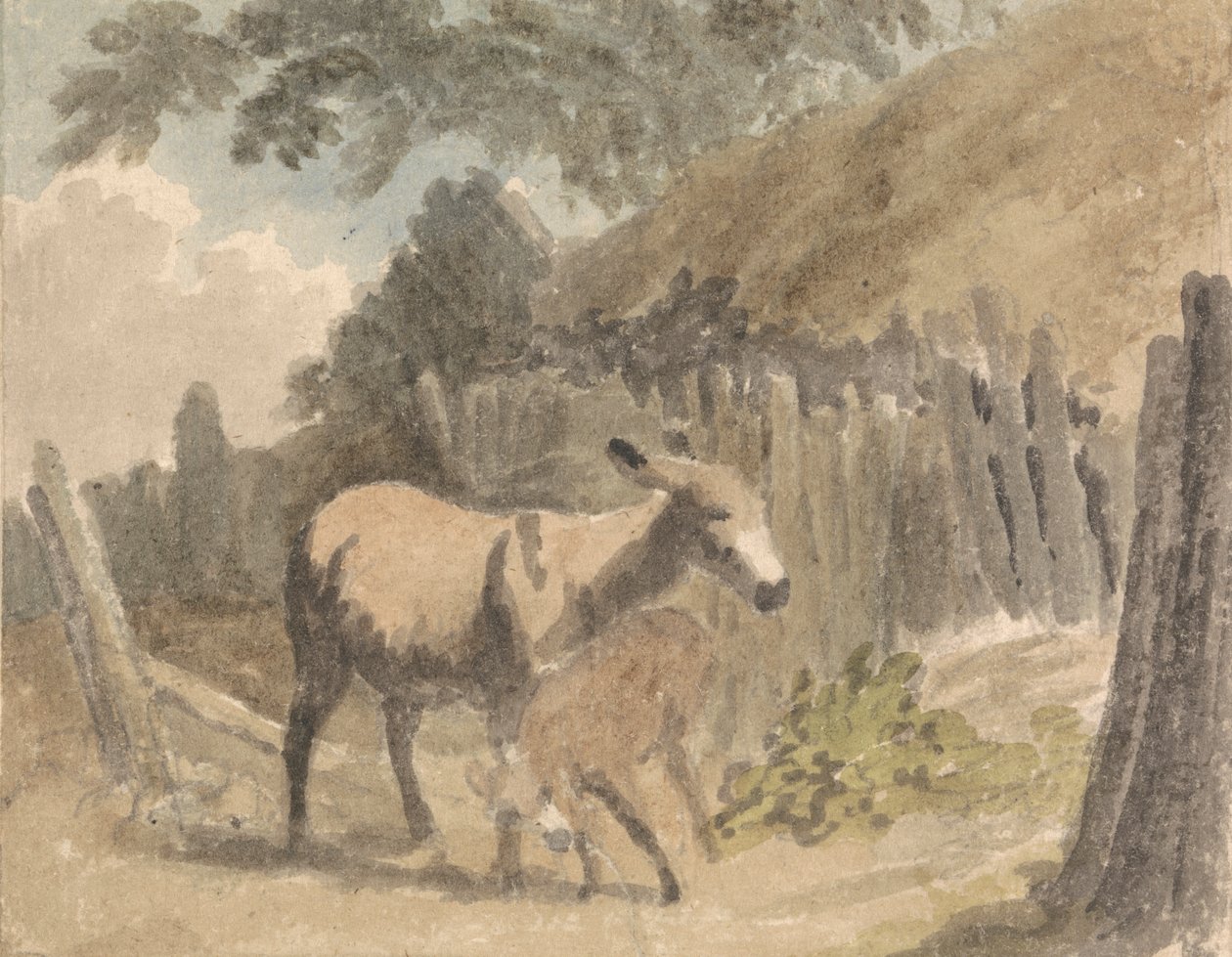 Un âne et son poulain - Robert Hills