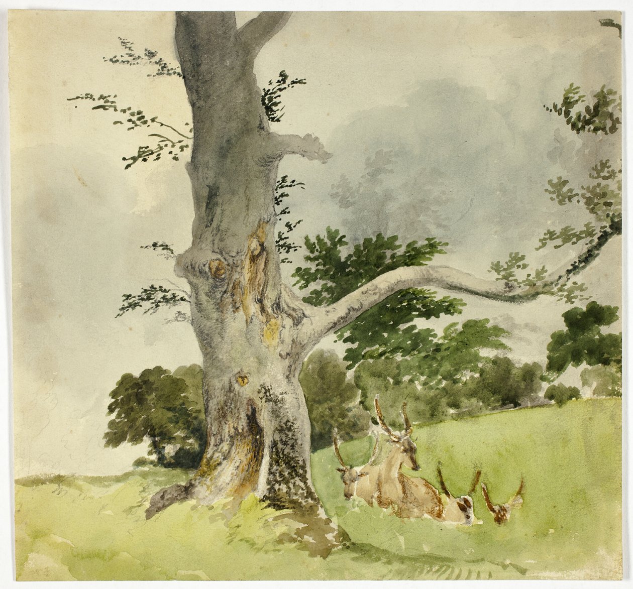 Famille de cerfs sous un arbre - Robert Hills