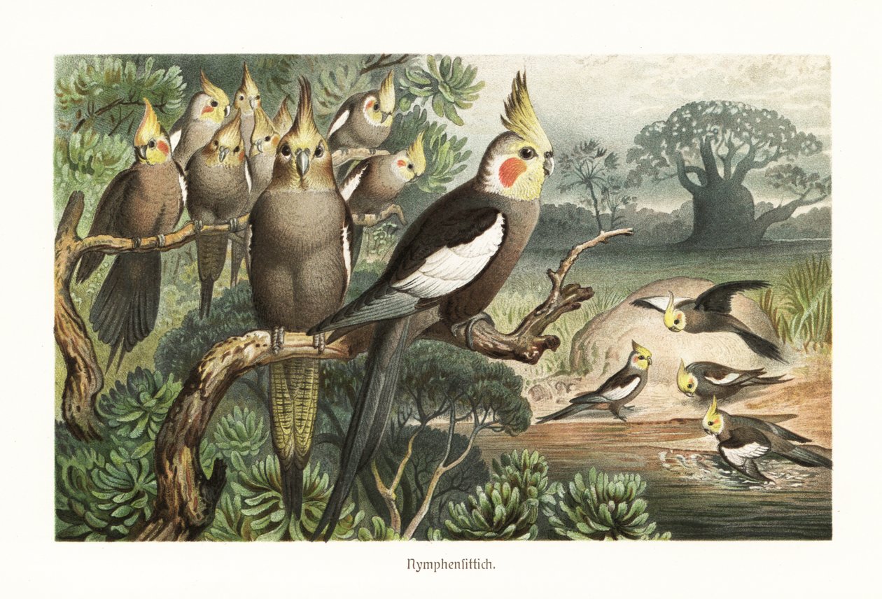 Troupe de calopsittes, Nymphicus hollandicus, à un point d