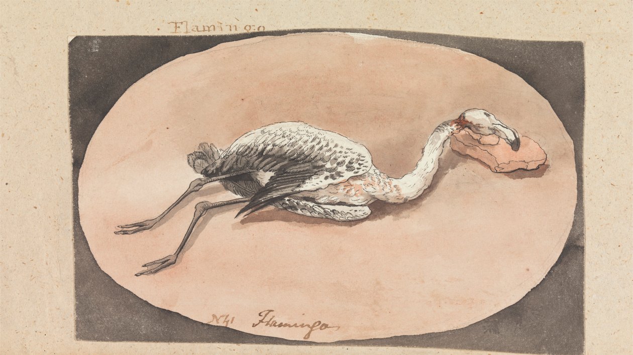 Flamant rose - Robert Mabon