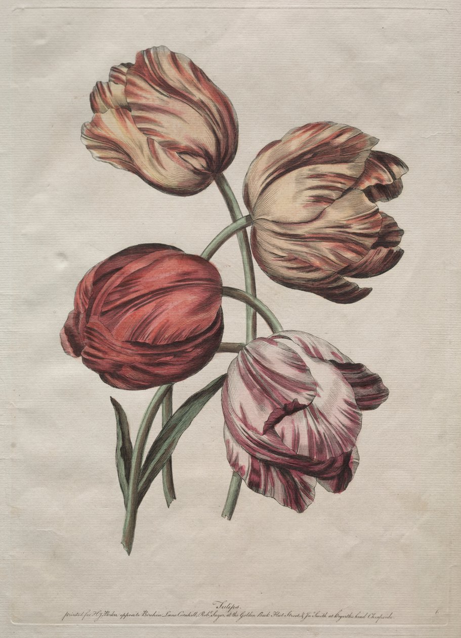 Huit beaux groupes de fleurs naturelles en contours par de la Cour: Tulipes - Robert Sayer