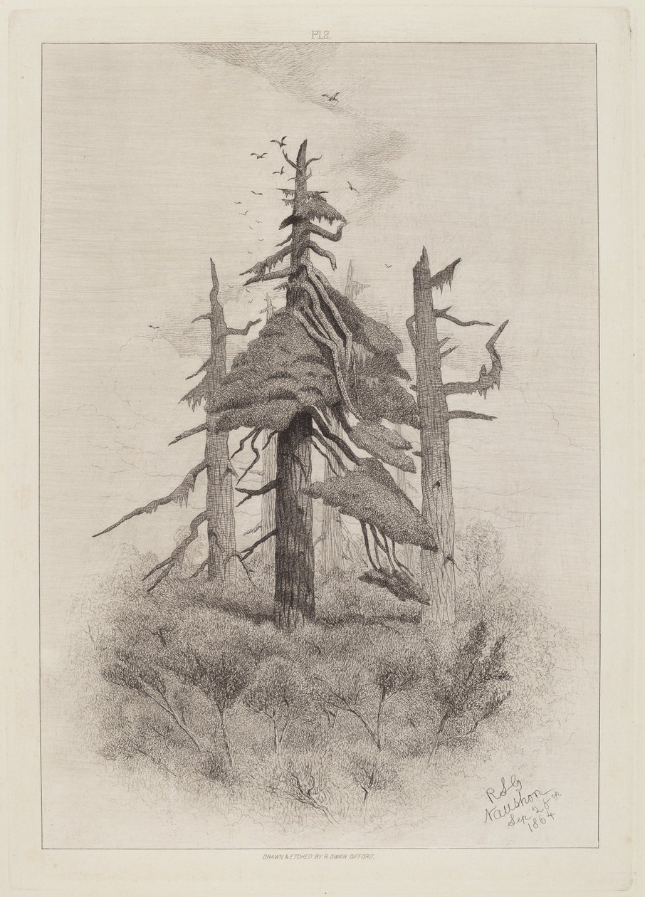 Vieux arbres à l