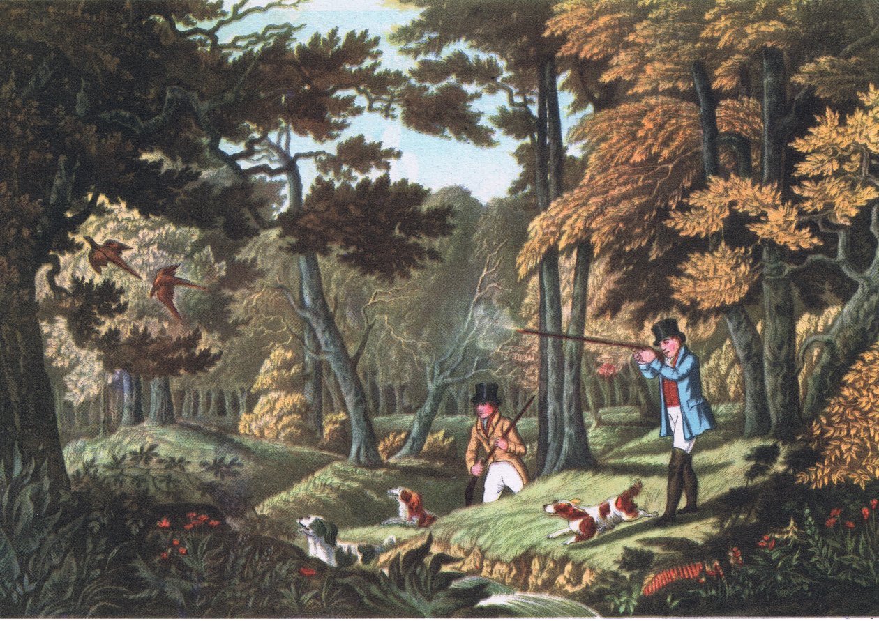 Chasse au faisan près d