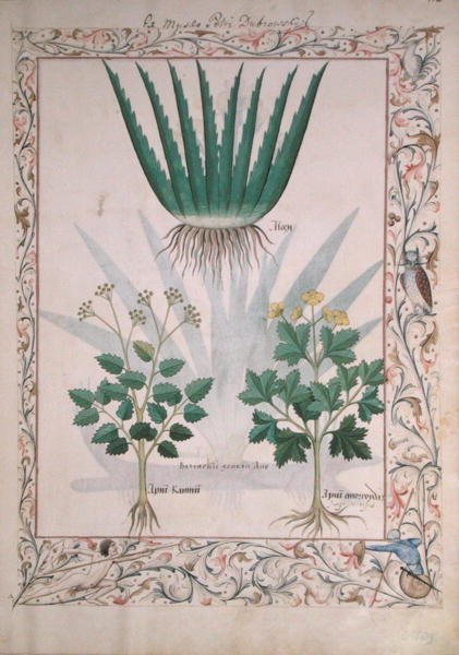 Ms Fr. Fv VI #1 fol.112 Aloe et Apio, illustration du Livre des simples médecines par Matthaeus Platearius (d.c.1161) c.1470 - Robinet Testard