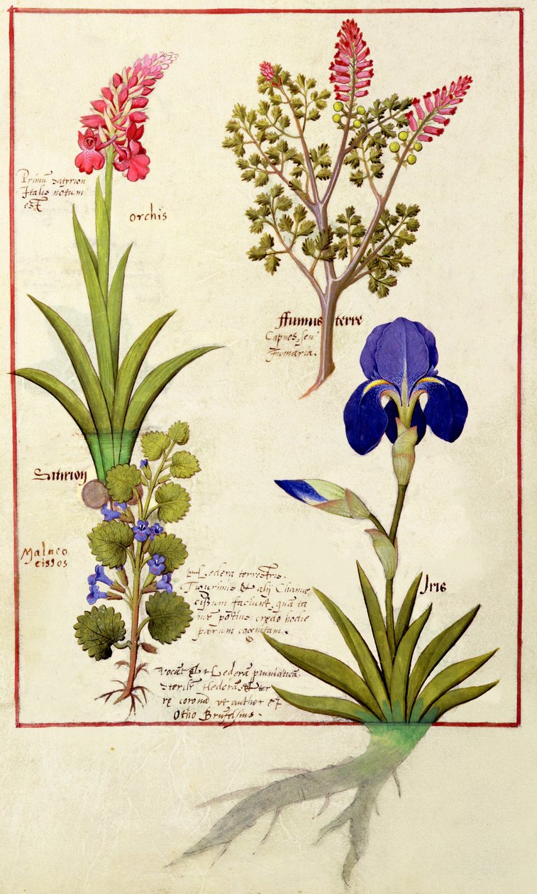 Rangée du haut : Orchidée et Fumeterre ou Cœur saignant. Rangée du bas : Lierre et Iris, illustration du Livre des simples médecines par Mattheaus Platearius 114v - Robinet Testard