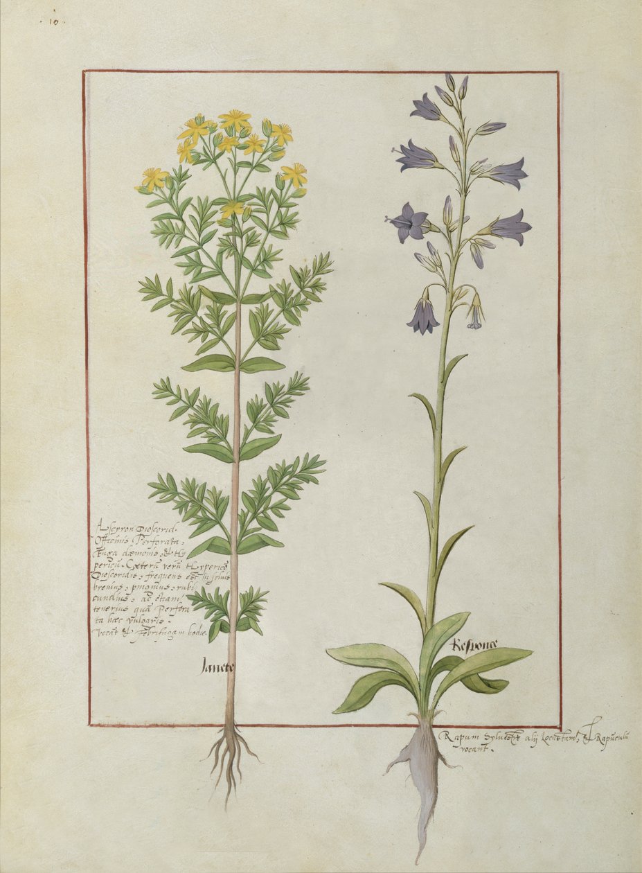 Deux plantes à fleurs du Livre des simples médecines par Mattheaus Platearius, c.1470 - Robinet Testard