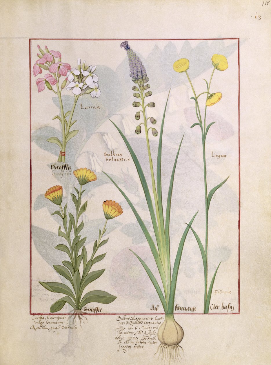 Illustration du Livre des Simples Médecines par Mattheaus Platearius 118r - Robinet Testard