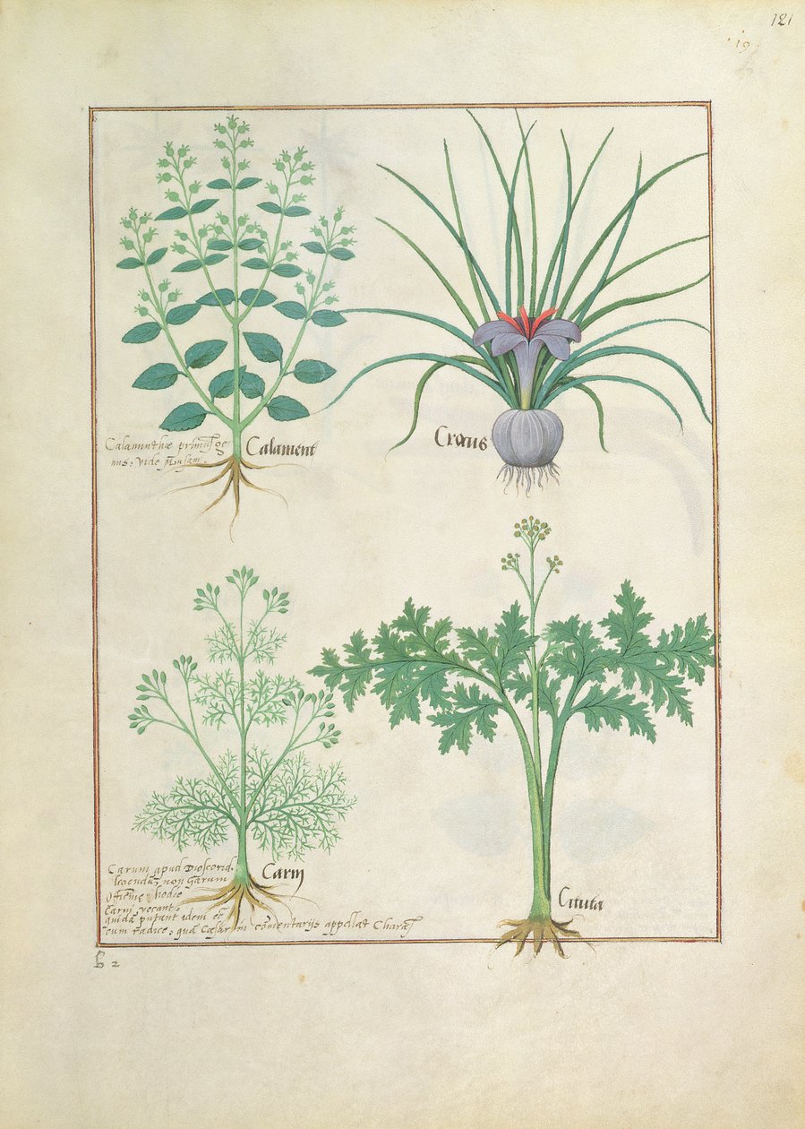 Calament, Crocus, Carvi et Citusa, illustration du Livre des Simples Médecines par Mattheaus Platearius 121r - Robinet Testard