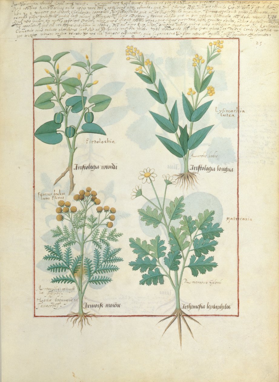 Rangée du haut : Aristolochia Rotundi et Aristolochia Longua. Rangée du bas : Armoise et Artemesia, illustration du Livre Simple des Médicaments, par Matteaus Platearius 124r - Robinet Testard
