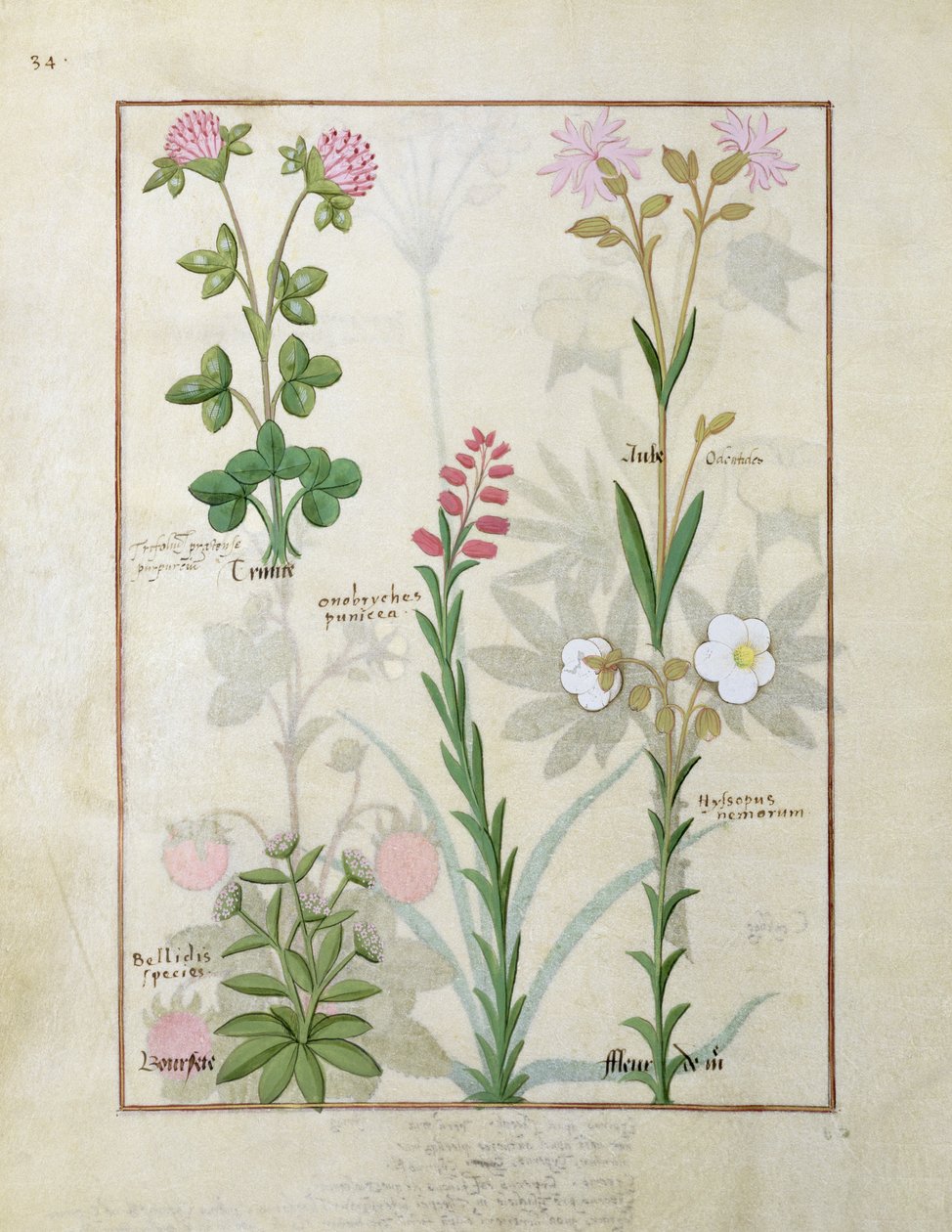 Trèfle rouge et Aube en haut, Bellidis, Onobrychis et Hyssopus nemorum en bas, illustration du Livre des Simples Médecines par Mattheaus Platearius - Robinet Testard