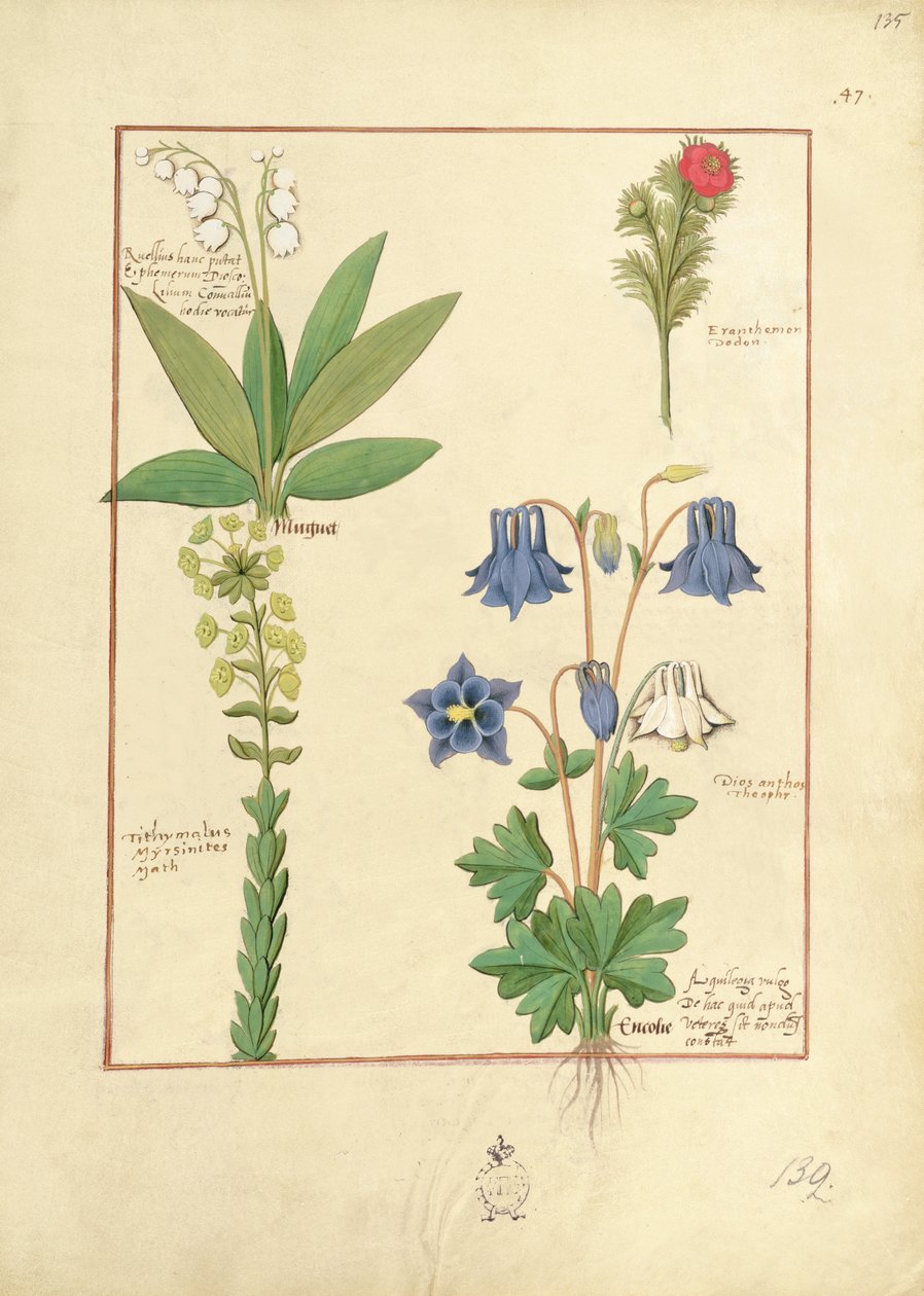 Illustration du Livre des Simples Médecines par Mattheaus Platearius 135r - Robinet Testard