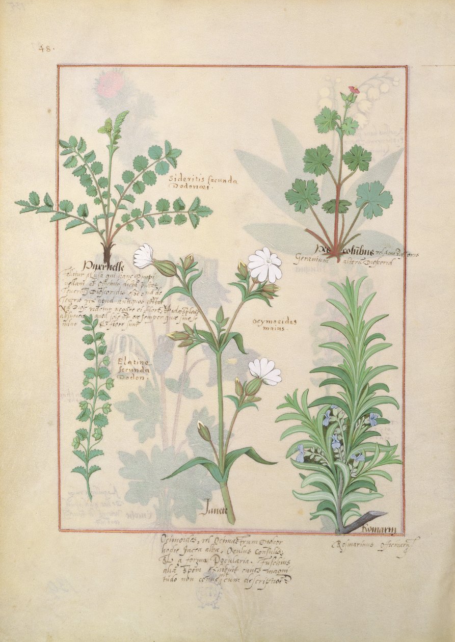 Illustration du Livre des simples médecines par Mattheaus Platearius 135r - Robinet Testard