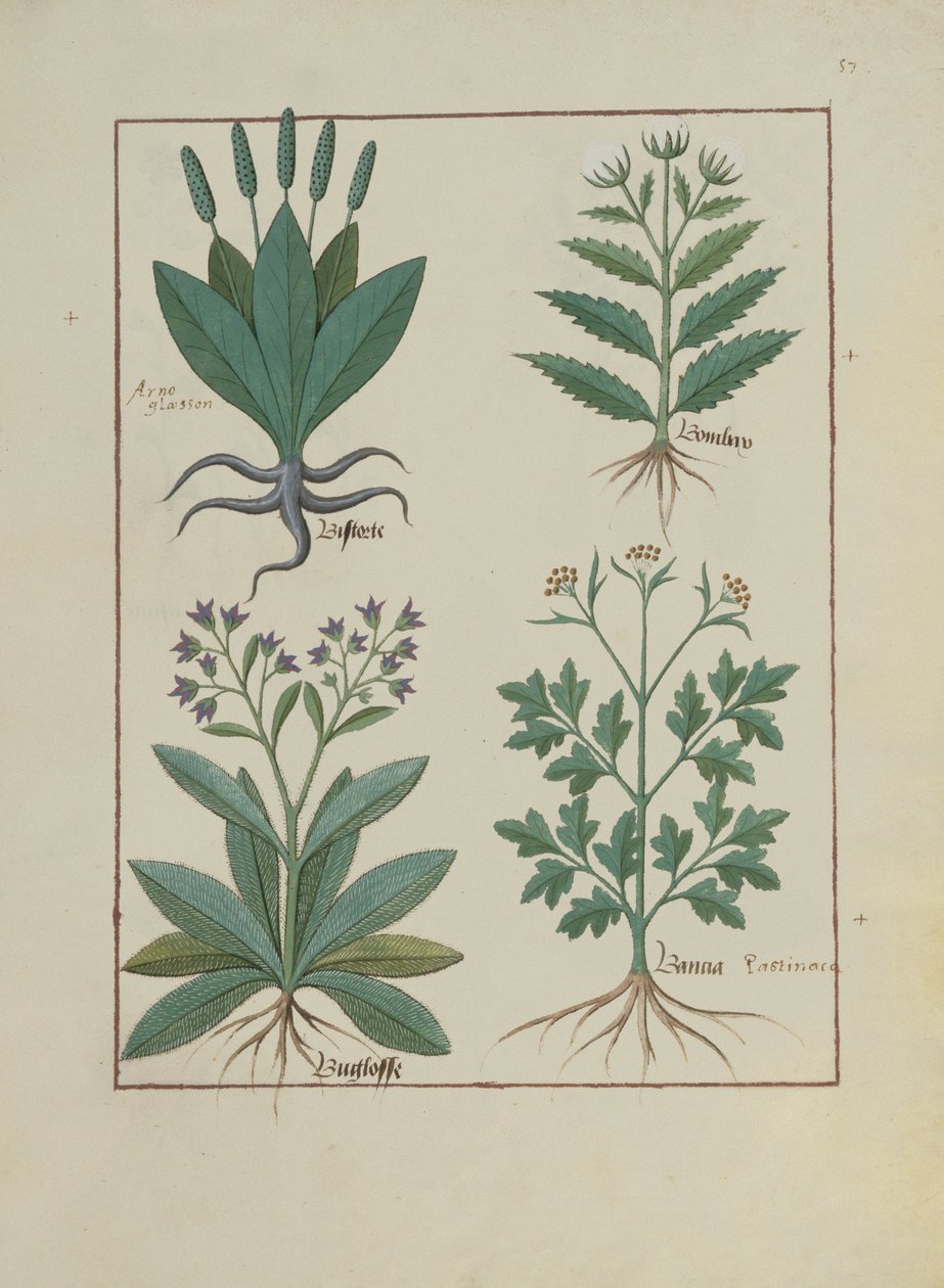 Illustration du Livre des simples médecines par Mattheaus Platearius, c.1470 - Robinet Testard