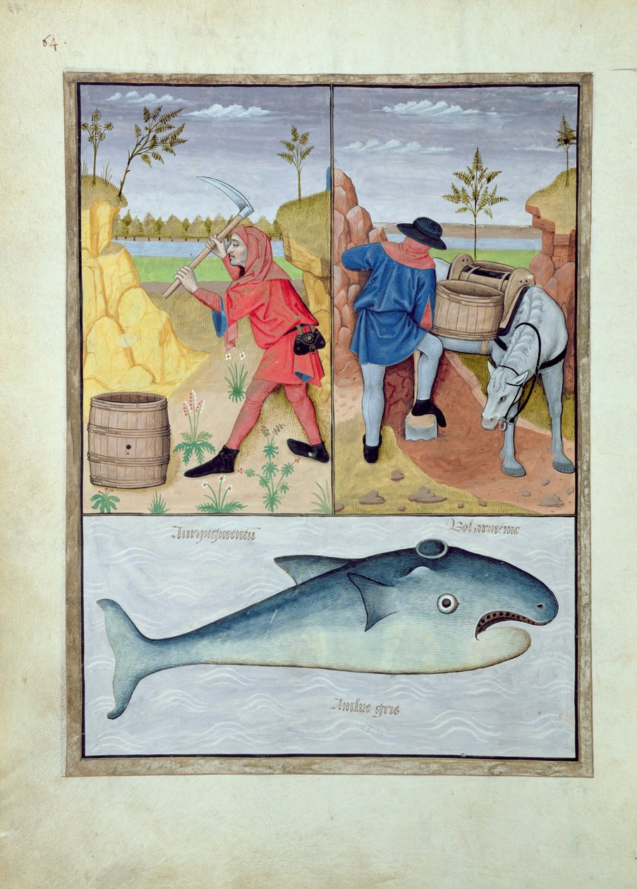 Illustration du Livre des Simples Médecines par Mattheaus Platearius 143v - Robinet Testard