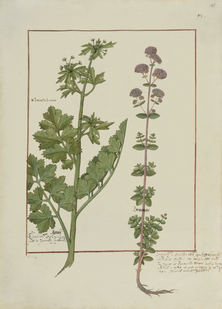 Illustration du Livre des simples médecines par Mattheaus Platearius, c.1470 - Robinet Testard