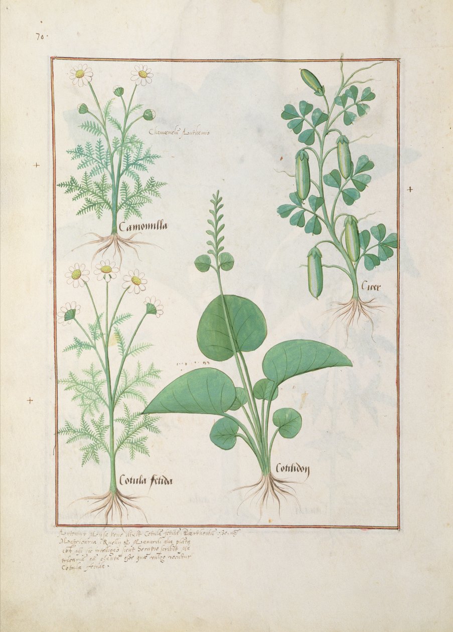 Camomille (en haut à gauche) et Concombre (à droite) Illustration du Livre des Simples Médecines par Mattheaus Platearius 146 - Robinet Testard