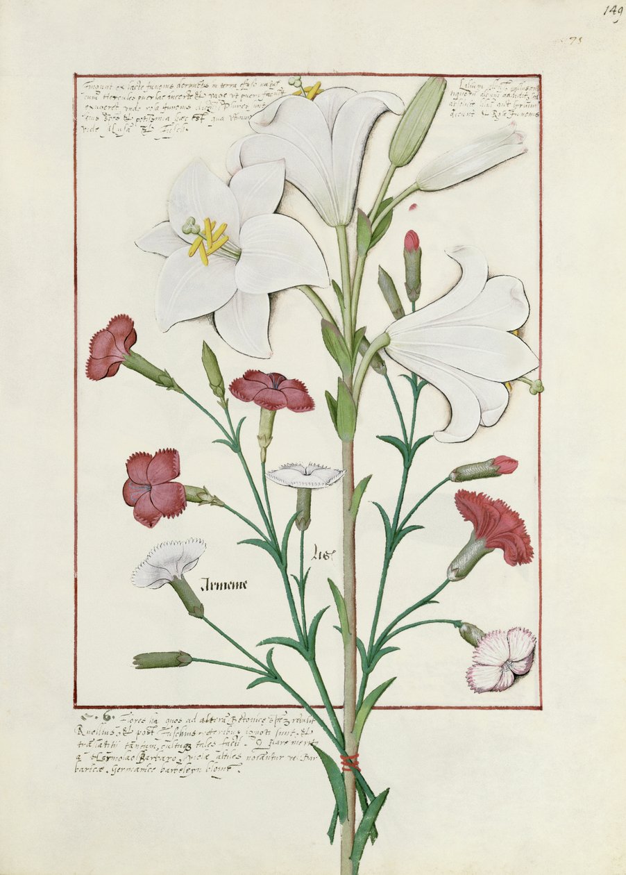 Illustration du Livre des simples médecines par Mattheaus Platearius 149r - Robinet Testard