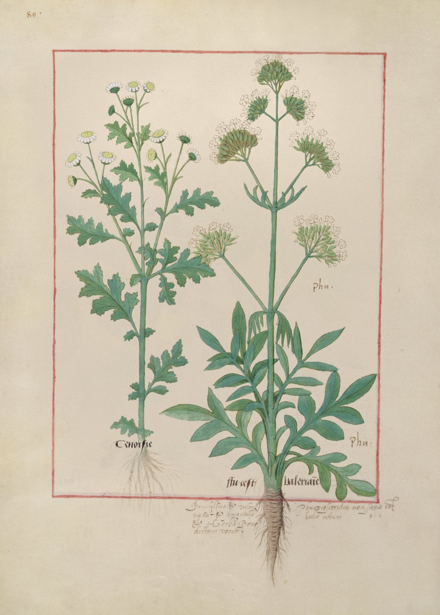 Illustration du Livre des simples médecines par Mattheaus Platearius, c.1470 - Robinet Testard