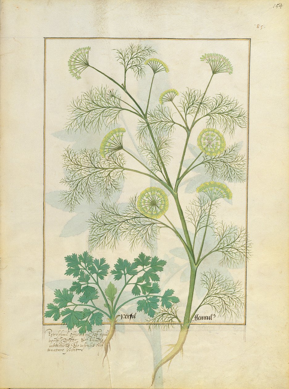 Persil et fenouil, illustration du Livre des simples médecines par Mattheaus Platearius 154r - Robinet Testard