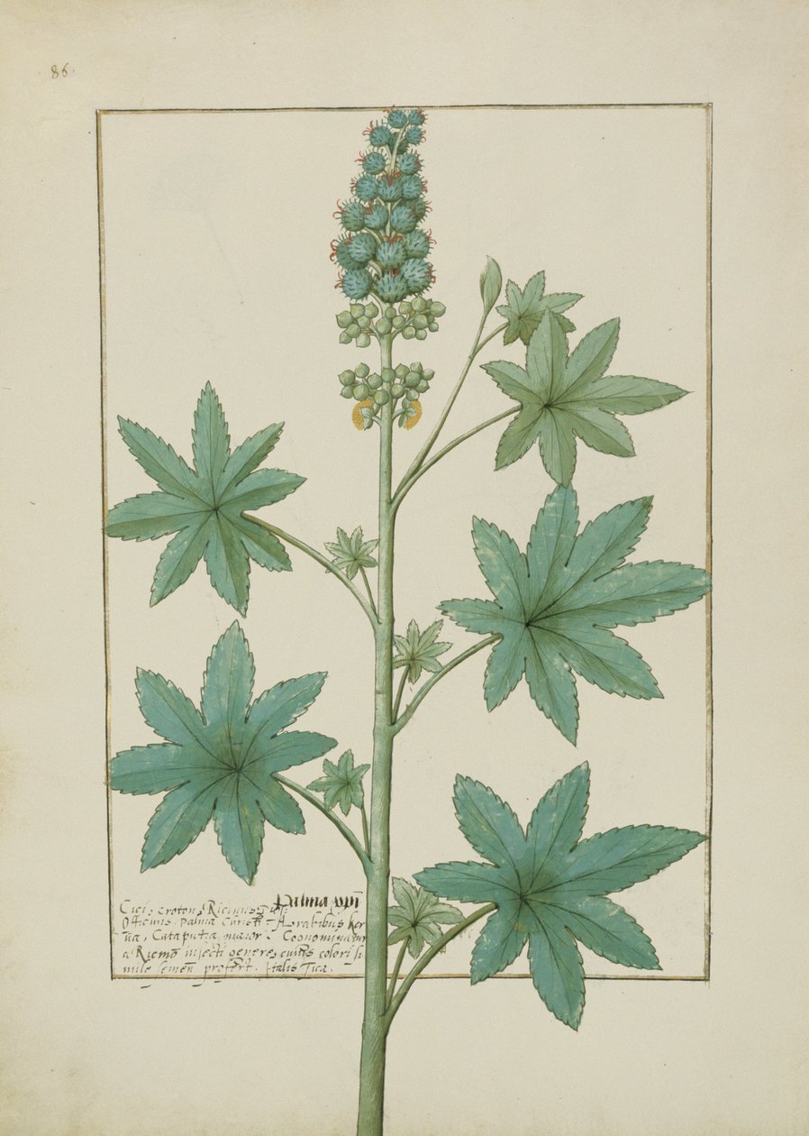 Illustration du Livre des simples médecines par Mattheaus Platearius, c.1470 - Robinet Testard
