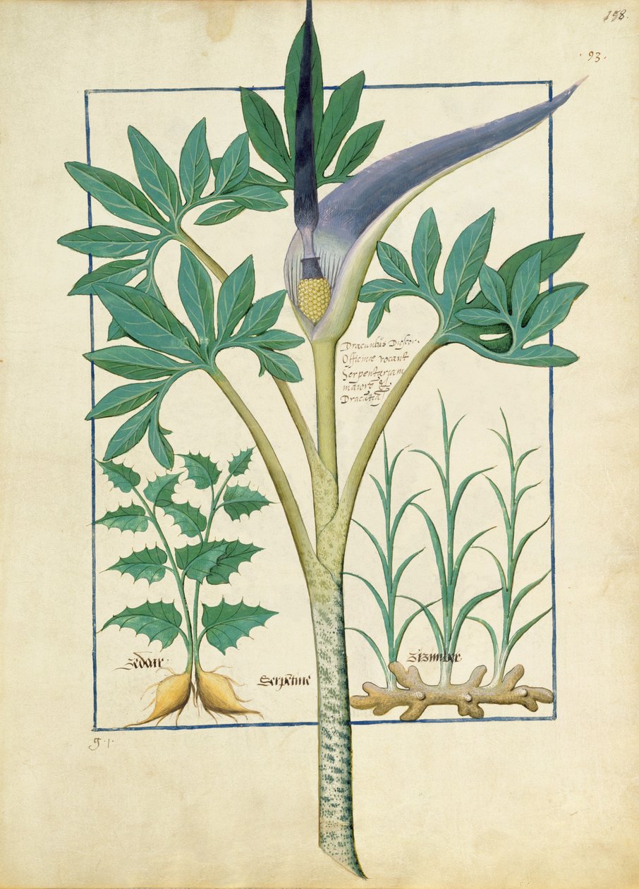 Orchidée, illustration du 