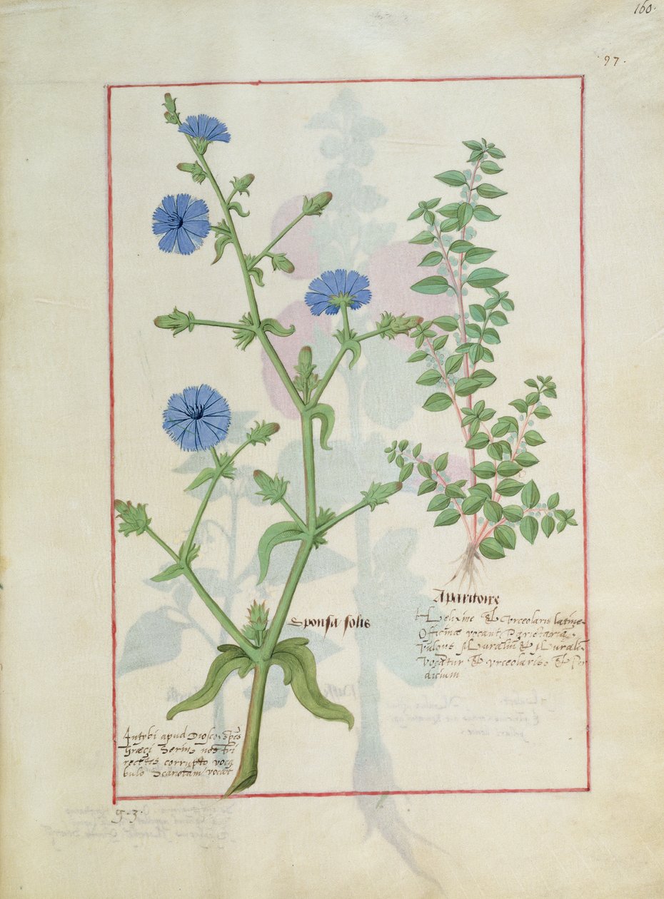 Illustration du Livre des Simples Médecines par Mattheaus Platearius 160r - Robinet Testard