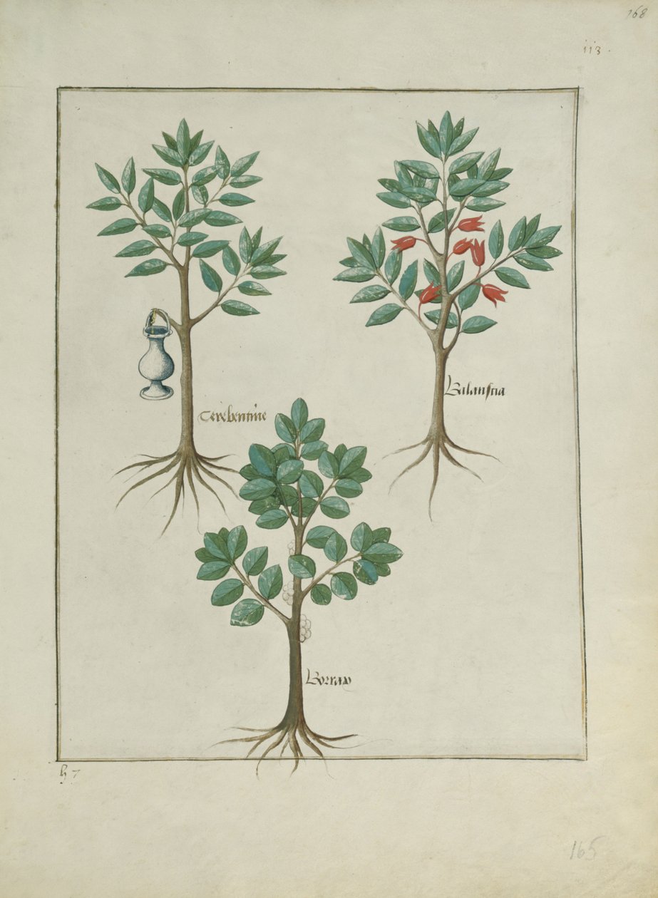 Illustration du Livre des Simples Médecines par Mattheaus Platearius (d.c.1161) c.1470 - Robinet Testard