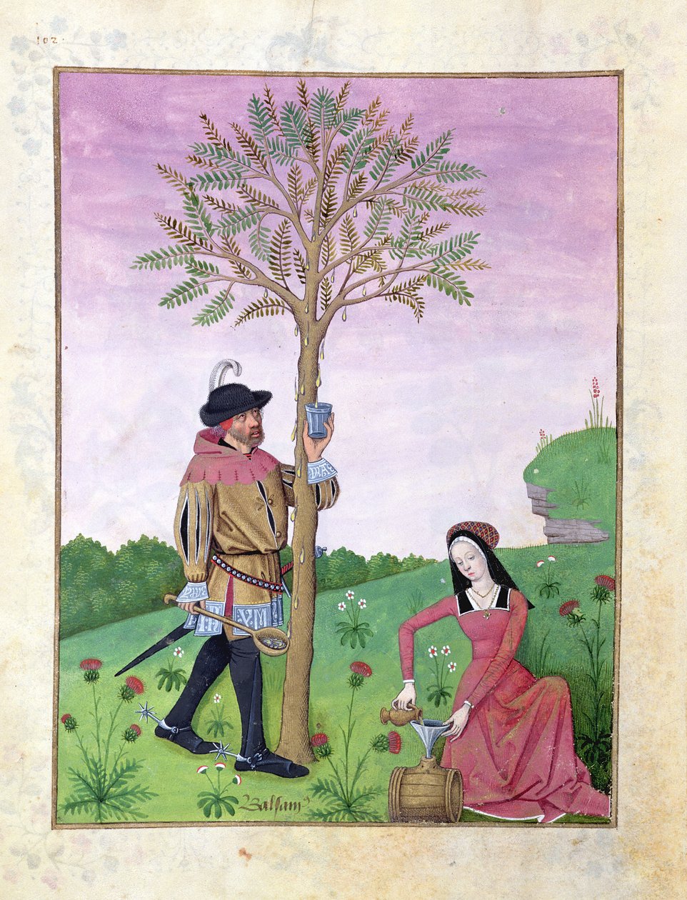 Lavande, Hellébore et un parent de la famille des Cucurbitacées, Illustration du Livre des simples médecines par Mattheaus Platearius 131r - Robinet Testard