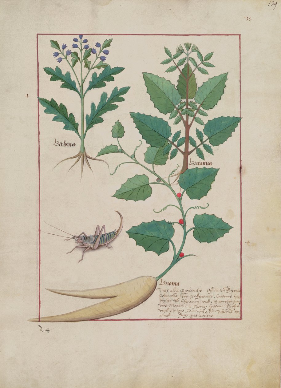 Illustration du Livre des Simples Médecines par Mattheaus Platearius (d.c.1161) c.1470 - Robinet Testard