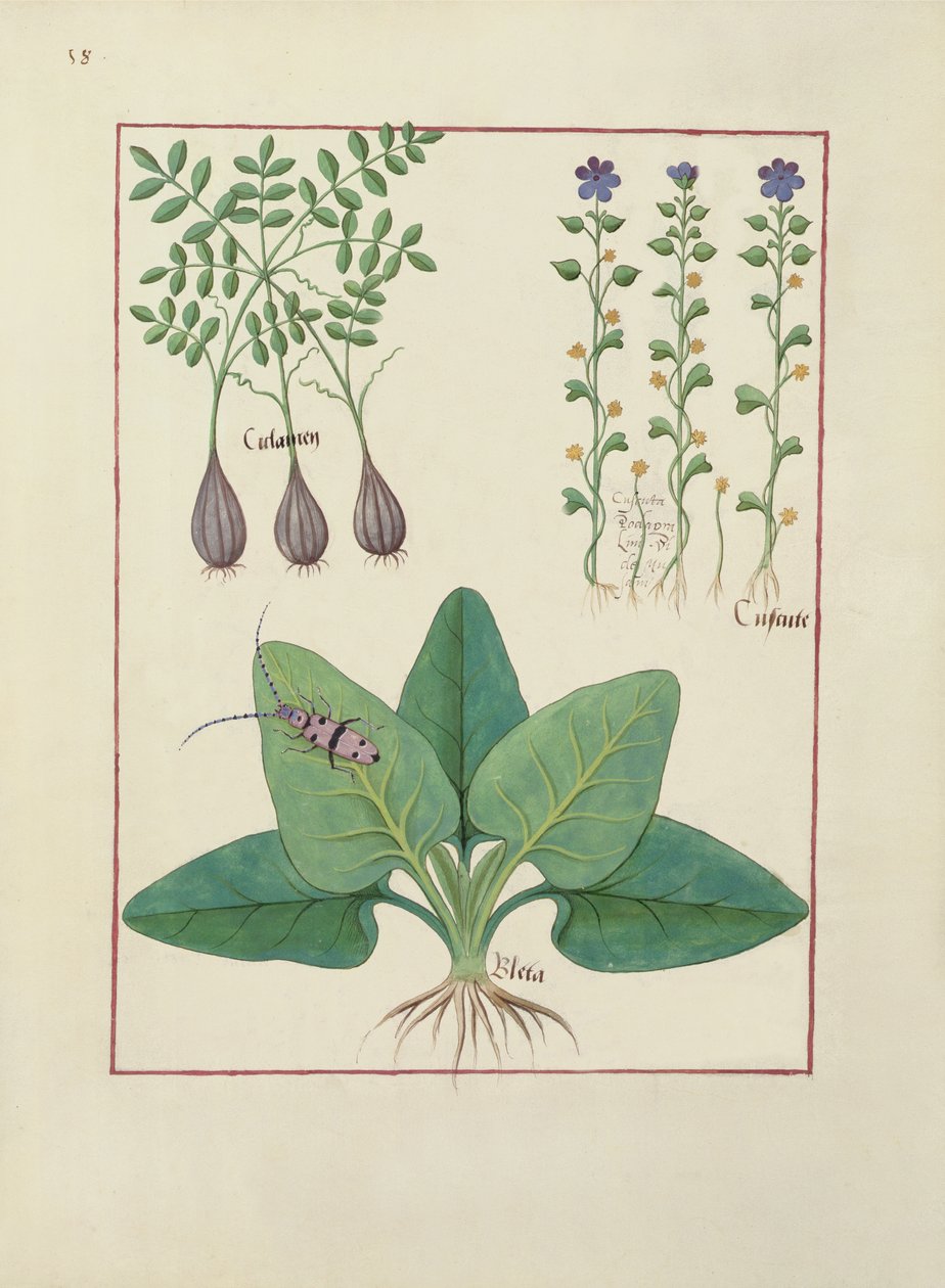 Illustration du Livre des Simples Médecines par Mattheaus Platearius (d.c.1161) c.1470 - Robinet Testard