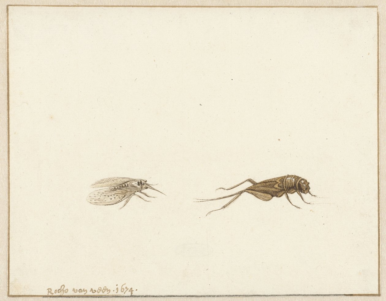 Deux insectes - Rochus van Veen