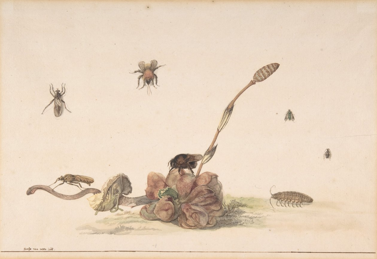 Divers insectes par un champignon - Rochus van Veen