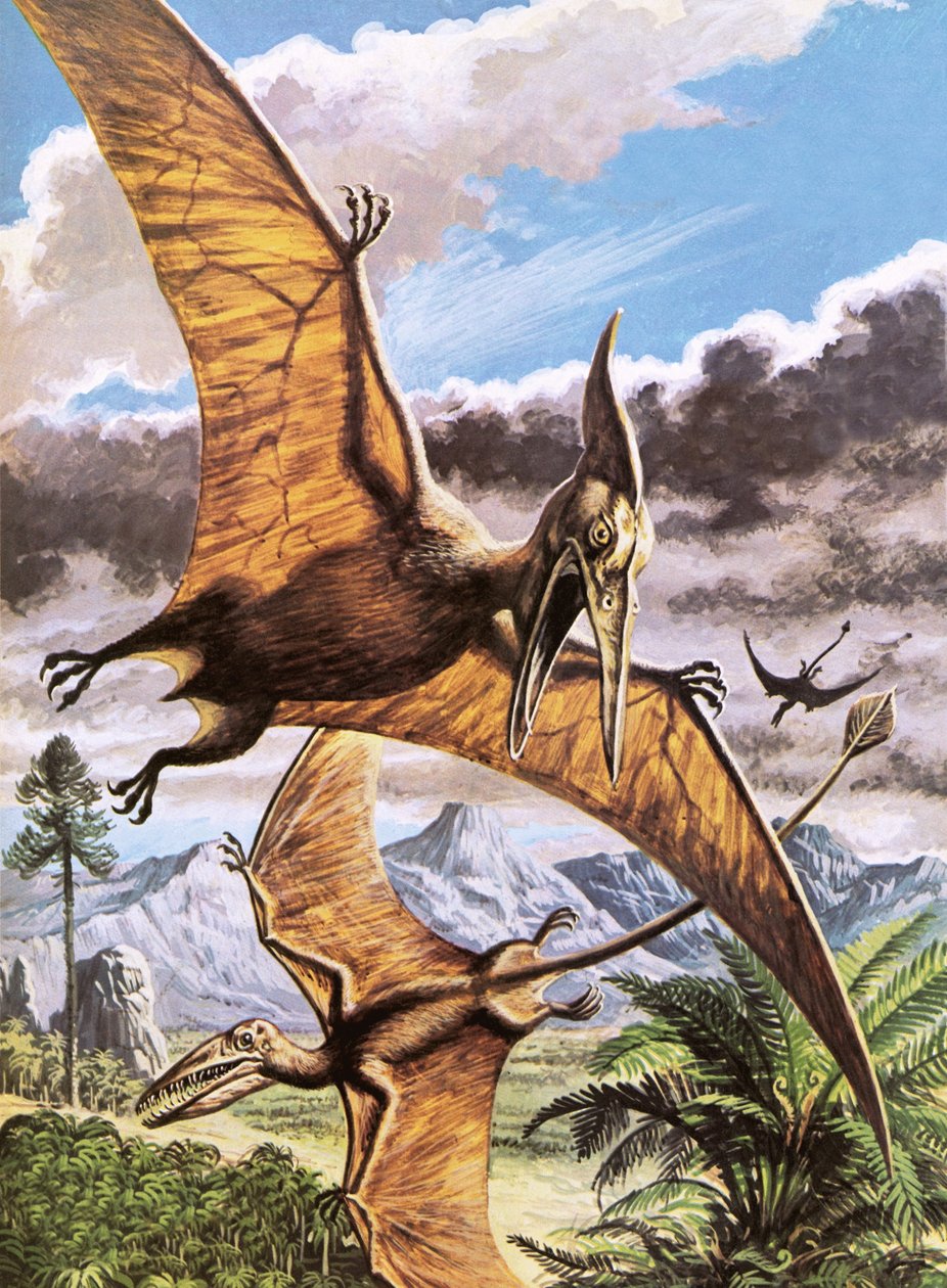 Pteranodon (en haut) et Rhamphorhynchus (en bas) - Roger Payne