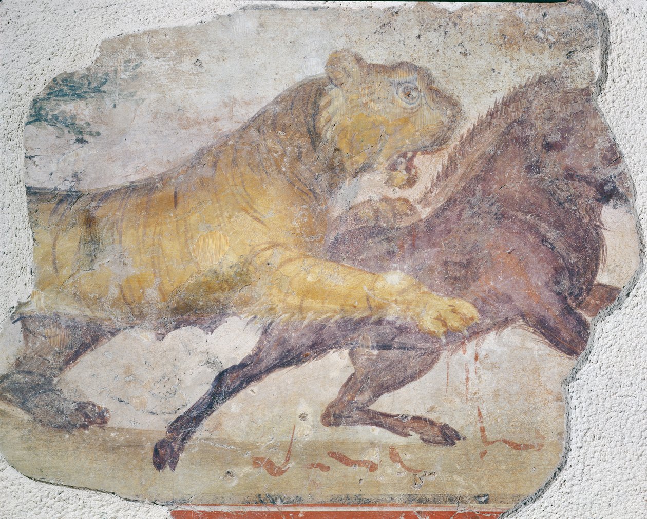 Un tigre attaquant un sanglier, de l
