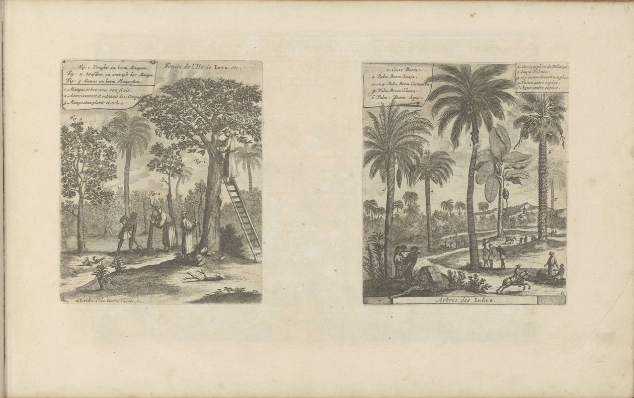 Paysages avec manguiers, cocotiers et palmiers (Les Indes Orientales et Occidentales et autres lieux) - Romeyn de Hooghe
