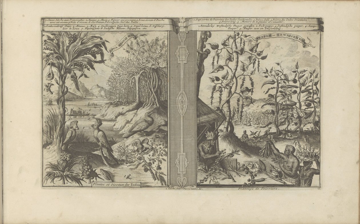 Plantes, oiseaux et champs de poivre - Romeyn de Hooghe