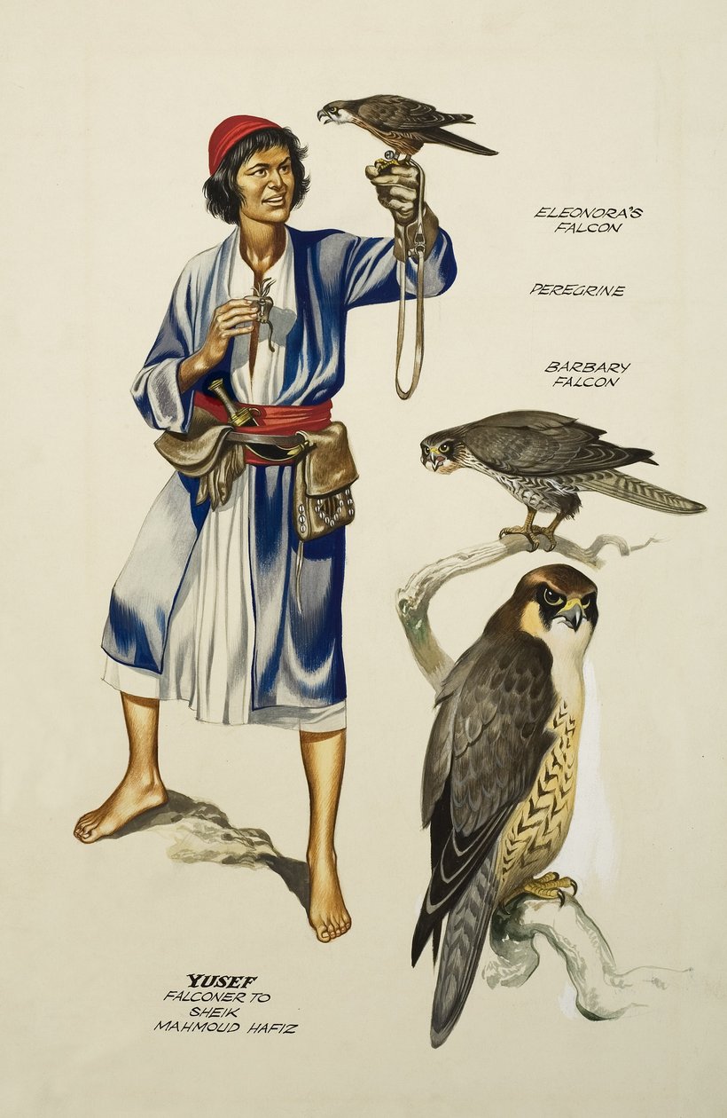 Yusef, Fauconnier à Sheik Mahmoud Hafiz (gouache sur papier) - Ron Embleton