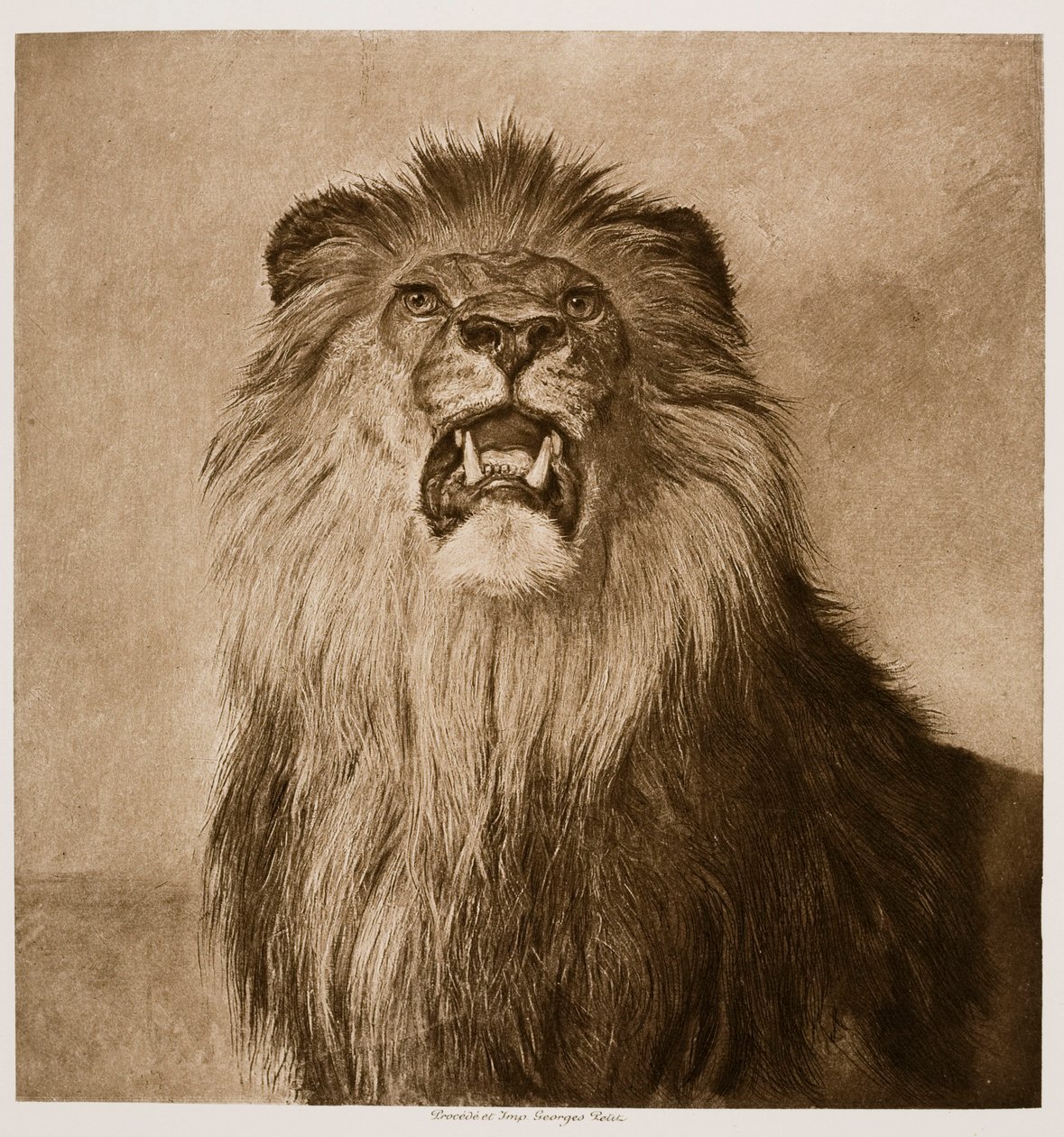 Le lion rugissant - Rosa Bonheur