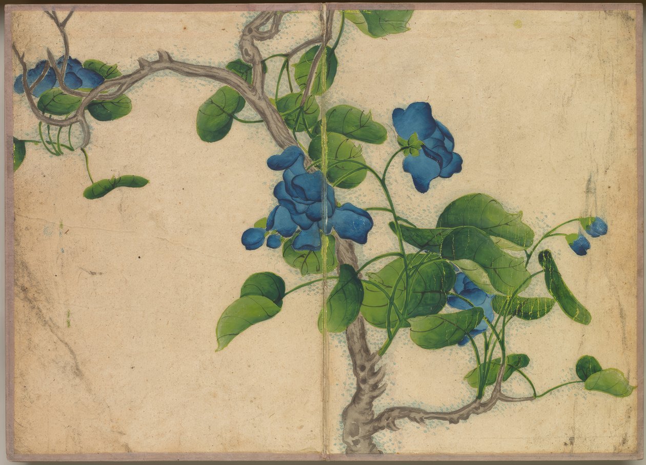 Tischalbum: Blumen- und Vogelmalerei (Kletternde blaue Blumen) von Ruoai Zhang