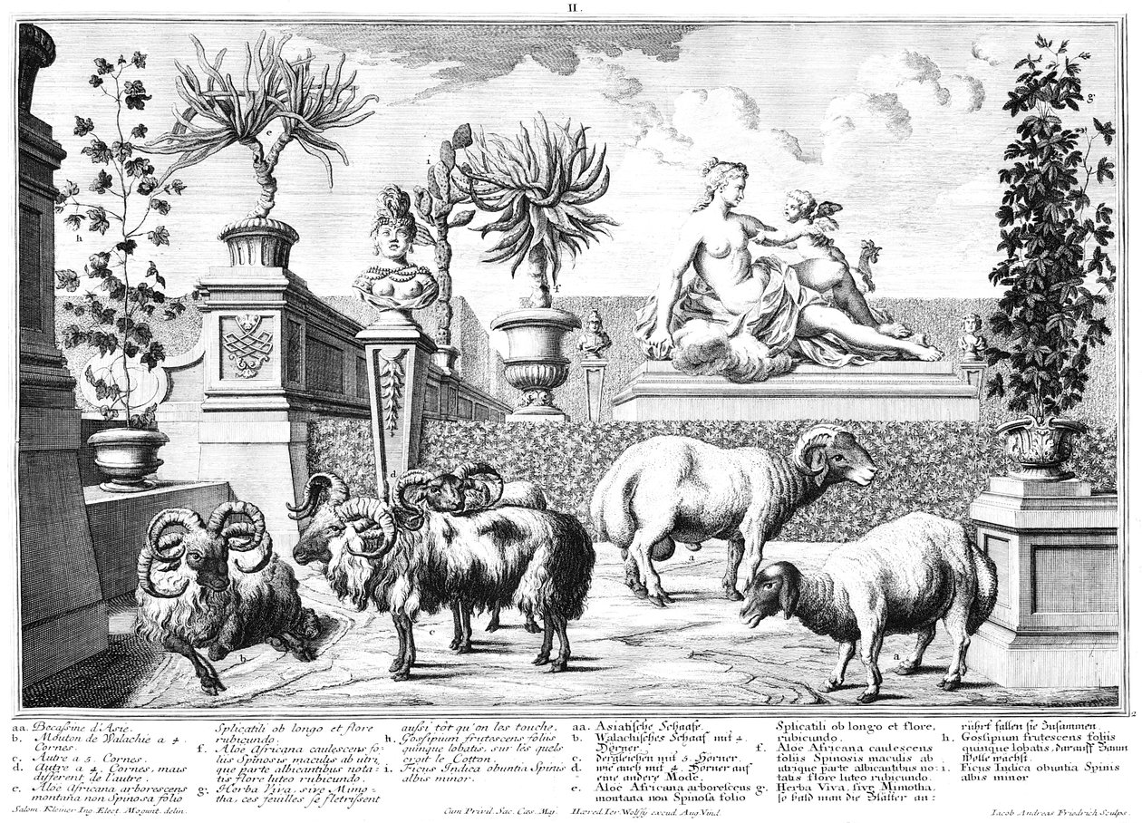 Moutons - Salomon Kleiner