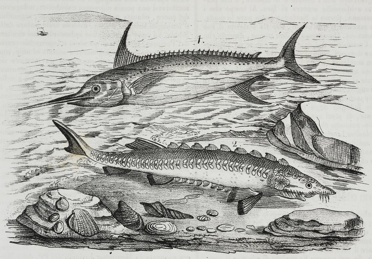 1 Espadon (Xiphias gladius), 2 Esturgeon (Acipenser sturio), lithographie de Salvatore Puglia de Poliorama Pittoresco, n 10, 16 octobre - Salvatore Puglia