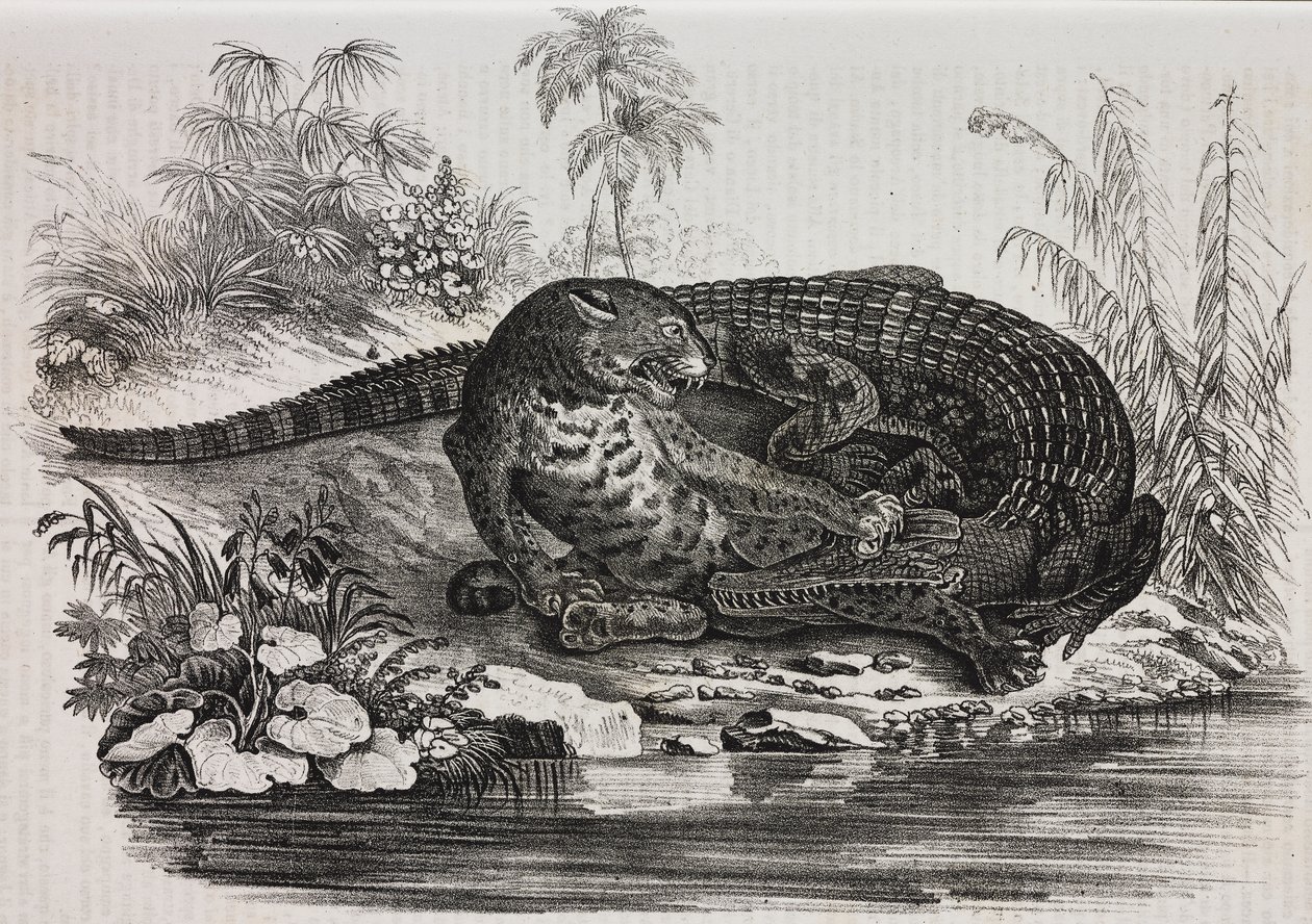 Caïman et jaguar, lithographie de Salvatore Puglia de Poliorama Pittoresco, n 16, 25 novembre - Salvatore Puglia