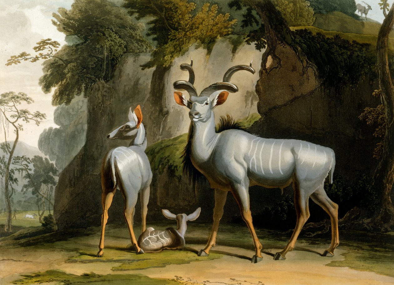 Le Koodoo, 1804 - Samuel Daniell