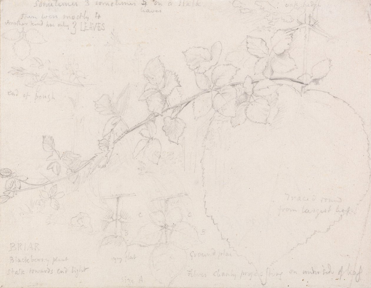 Ronces - Samuel Palmer