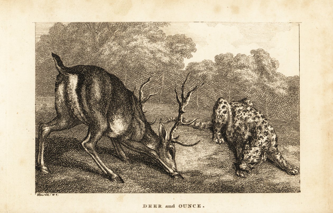 Rencontre entre un cerf, Cervus elaphus, et une panthère des neiges, Panthera uncia - Samuel (after) Howitt