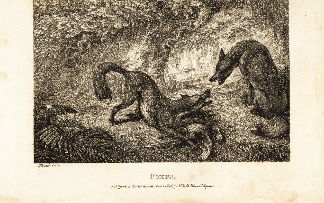 Renard avec une volaille morte se battant contre un autre renard - Samuel (after) Howitt