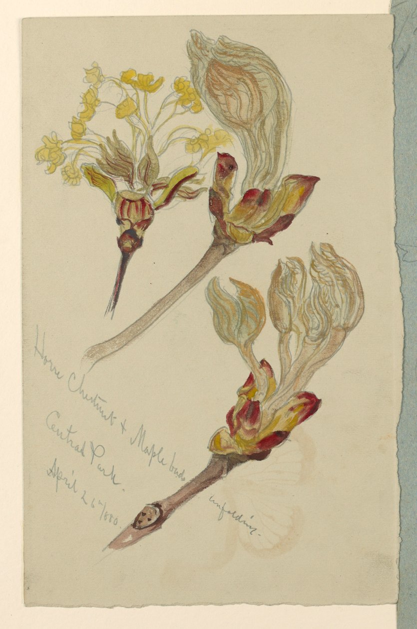 Dessin, études. Déploiement des bourgeons de marronniers et d